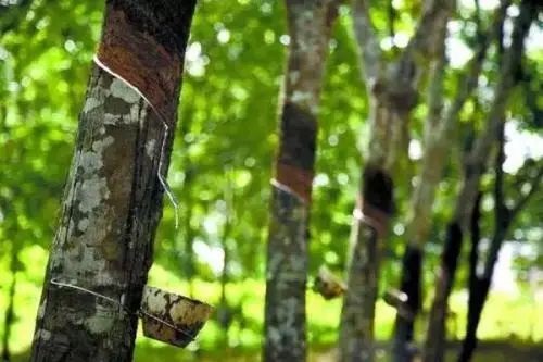 天然橡膠行情|多因素影響下，天然橡膠小幅上調(diào)