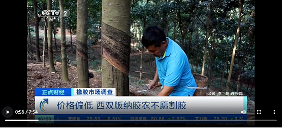 價(jià)格偏低，西雙版納膠農(nóng)不愿割膠