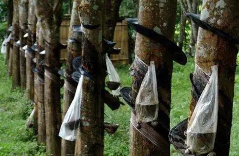 ANRPC預(yù)計(jì)2021年全球天然膠產(chǎn)量1388萬噸