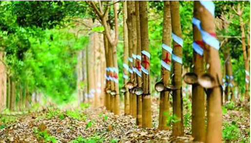 印度2022財年的天然橡膠產(chǎn)量預(yù)估 印度2022財年的天然橡膠產(chǎn)量預(yù)估