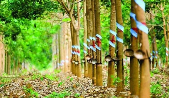 印度2022財(cái)年的天膠產(chǎn)量或無法達(dá)到目標(biāo) 印度2022財(cái)年的天膠產(chǎn)量或無法達(dá)到目標(biāo)