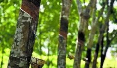天然橡膠價格將上漲？3月天然橡膠能否擺脫頹勢？