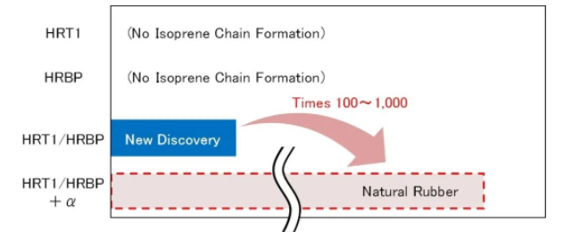 住友表示，下一步將是找到導致異戊二烯鏈延長的重要成分 (αα)，這將使在實驗室中人工生物合成天然膠成為可能