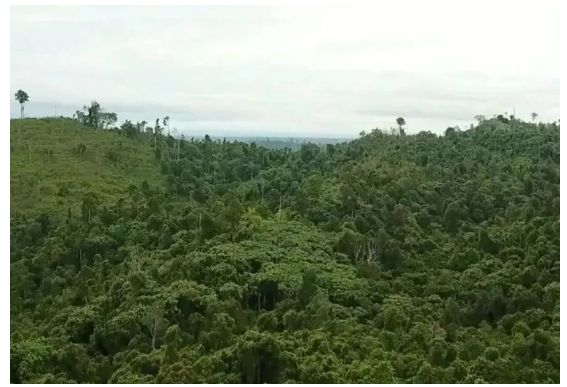 在米其林及其印尼合作伙伴參與之前，這片土地和森林遭受了嚴(yán)重的破壞和亂砍亂伐。