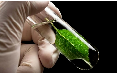 博拉表示，通過將生物基納米纖維素加入橡膠混煉膠中，提高了輪胎滾動阻力和車輛燃油經(jīng)濟性。