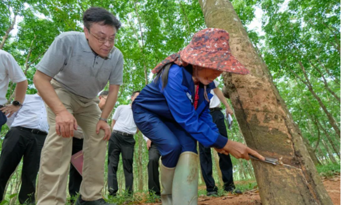 在調(diào)研期間，副省長顧剛也參加了此次活動。整個調(diào)研活動著重探討了海南農(nóng)墾改革和農(nóng)墾高質(zhì)量發(fā)展的問題，為推動海南天然橡膠產(chǎn)業(yè)的發(fā)展提供了重要的指導(dǎo)和決策參考。