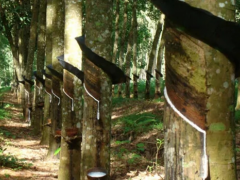 柬埔寨橡膠產(chǎn)業(yè)增長(zhǎng)顯著，出口面臨挑戰(zhàn)