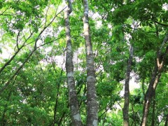 從嚴管到松綁，EUDR 調(diào)整如何重塑天然橡膠產(chǎn)業(yè)版圖？